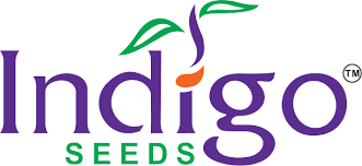 Indigo Seeds
